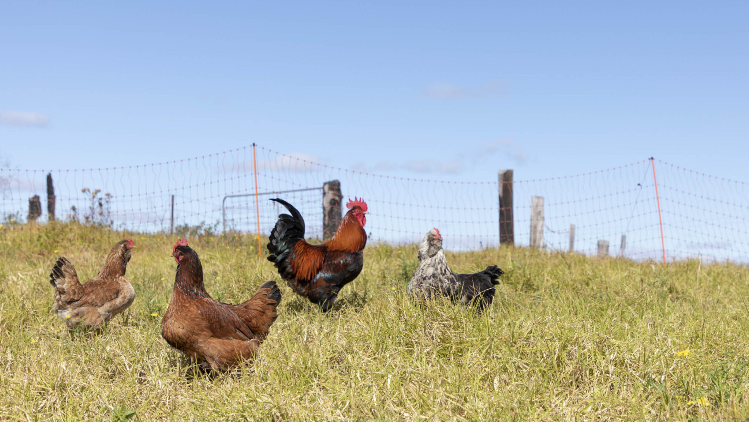 Finding an alternative homes for your chooks during a bushfire can be difficult.